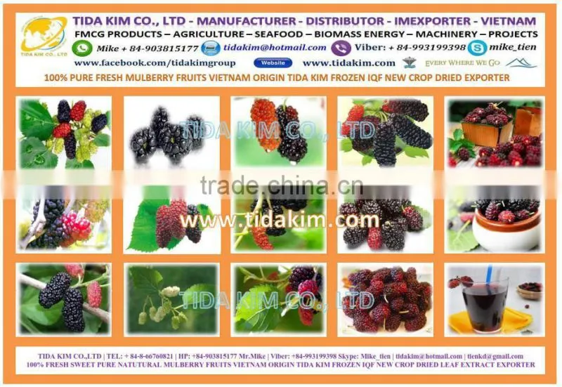 CAULERPA LENTILLIFERA FRESH SEAGRAPES - SEAWEED VIETNAM GREEN CAVIAR OKINAWA DEHYDRATED JAPAN TIDA KIM OEM PRODUCTION SEAFOOD