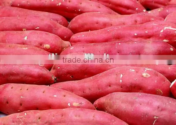 Hot sale potato garlic cleaning peeling machine for commercial use