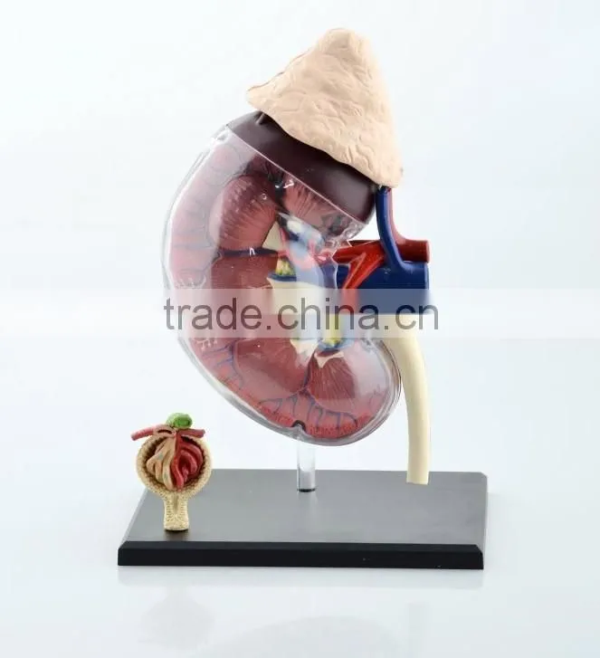 V-HM05 4D MASTER Human kidney structure model