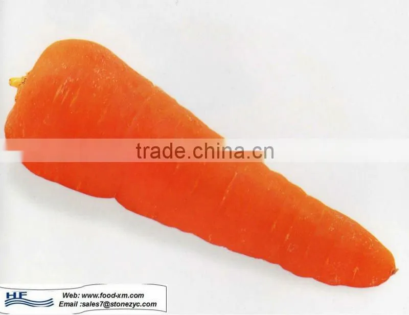 fresh carrot China fresh carrot