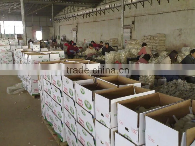 fresh garlic for the international market