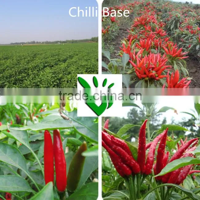 Herbs and Spices(Chilli Powder)