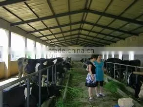 Low cost steel structure cattle /cow house