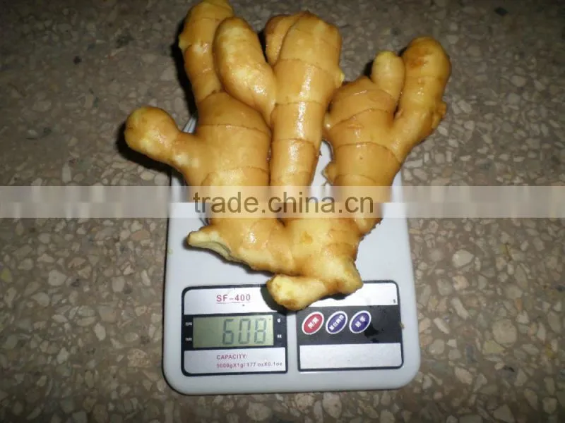 2015 new harvest Chinese fresh ginger best quality