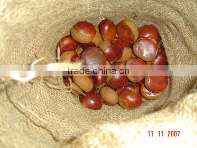 best fresh chestnuts for sale