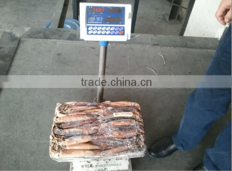 squid jig lamps for illex squid frozen squid