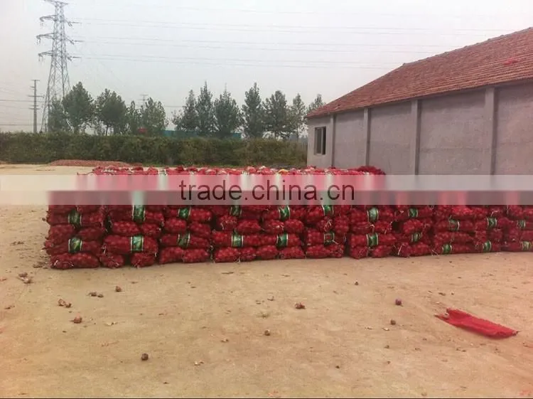 onions exporters