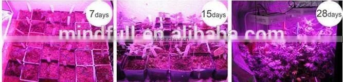 Wholesale Red Yellow Spectrum Mini 300W Hydroponic Grow Light
