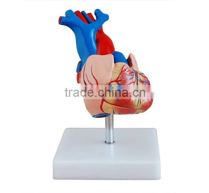 nursing model,medical model