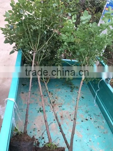 Easy survival rose seedling