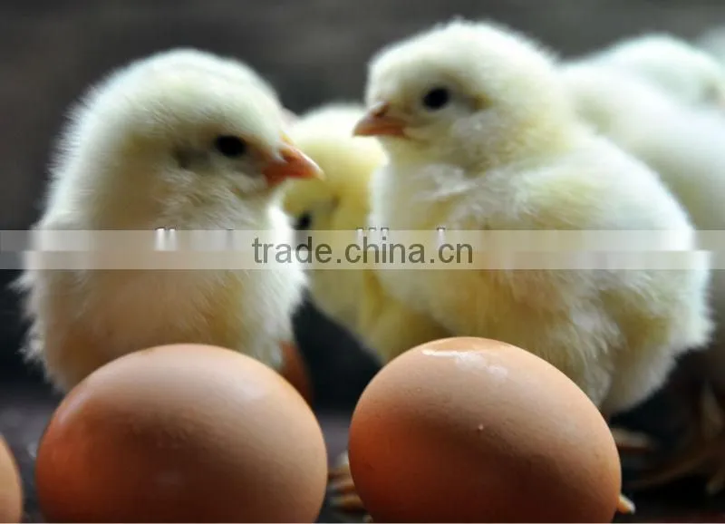 Automatic Egg Hatching Machine