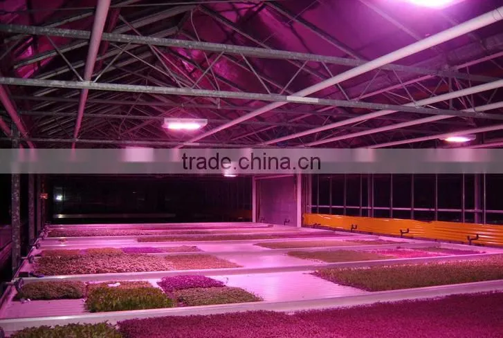 Cob Led grow lights 600 W indoor light to grow plants