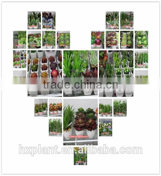 artificial succulent plants making