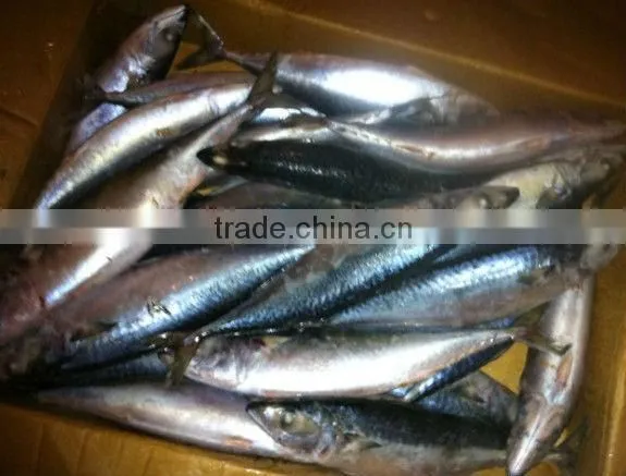 frozen white belly pacific mackerel