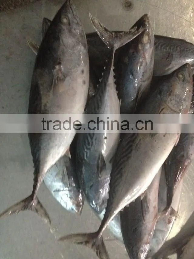 frozen hake fish of bonito tuna