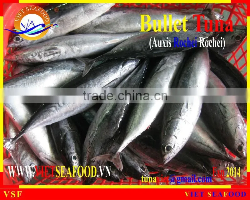 W/R FROZEN BULLET TUNA