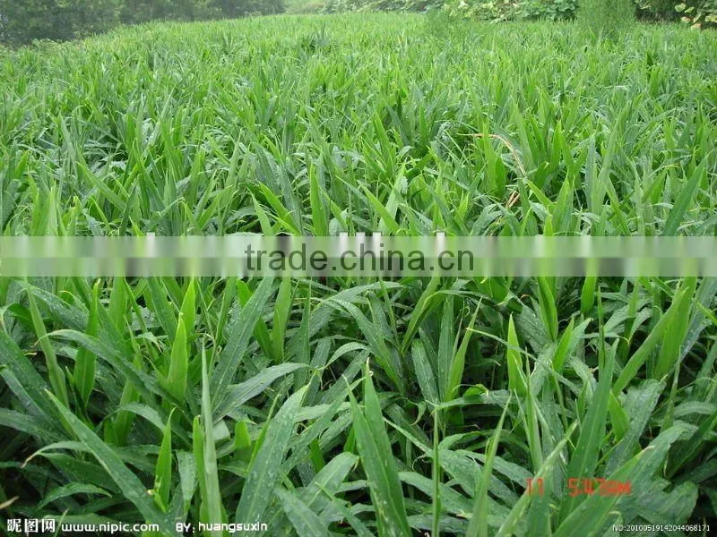 chinese fresh clean ginger