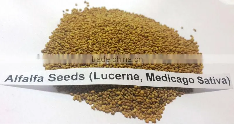 Alfalfa Seeds