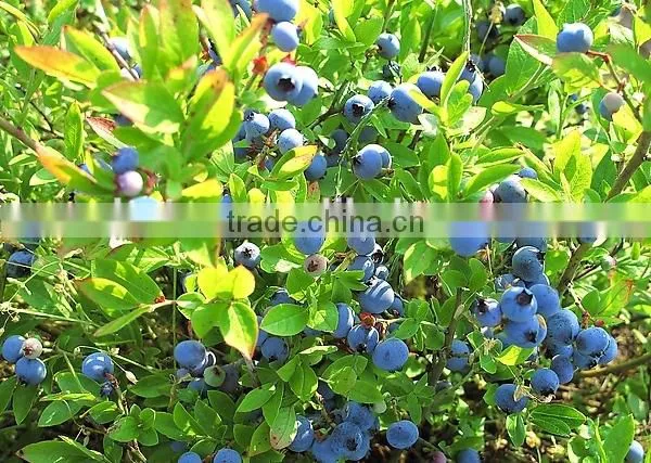 No Side Effects and Health Supplements natural Pterostilbene Powder