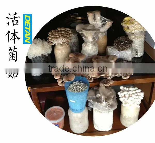 oyster mushroom spawn/mushroom logs