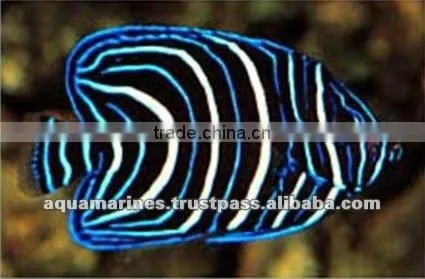 Australian Wholesale Tropical Fish Aquarium Marine Fish