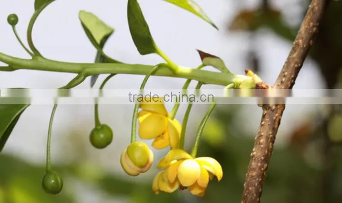 careful selected pure schisandra chinensis bee pollen