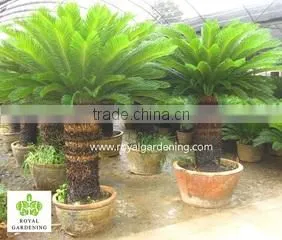 Royal Gardening Nursery Guangzhou company overview - view 1