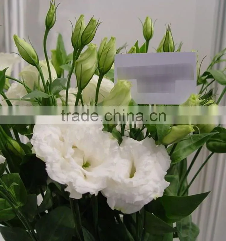 Super quality OEM natural fresh cut flower eustoma