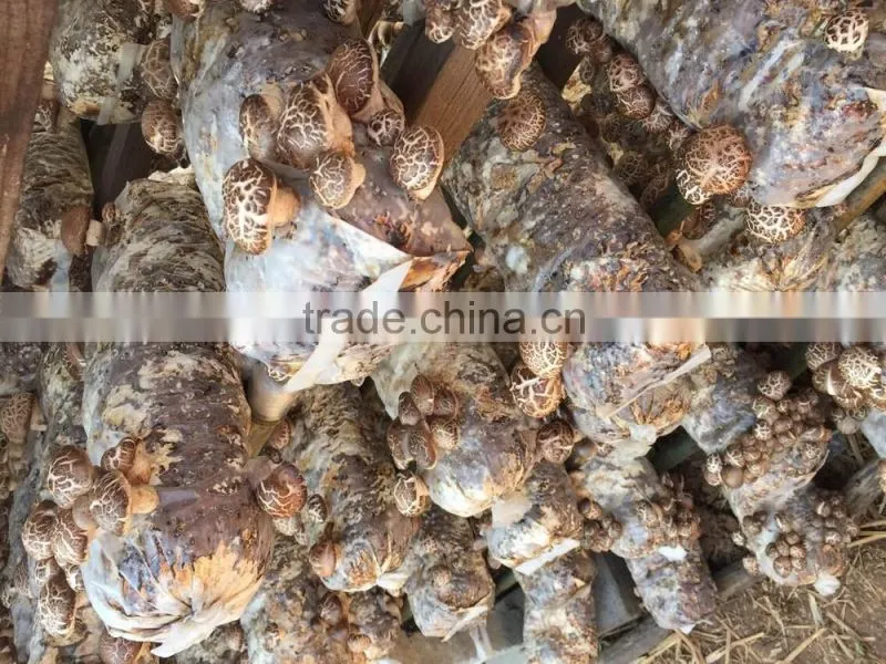 market prices for mushroom