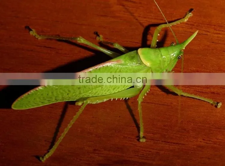Robotic insect, lifelike insect, mechanical insect