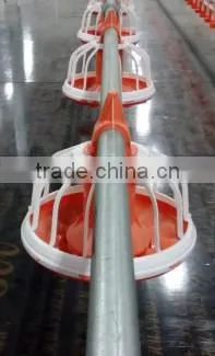 broiler ground raising equipment chicken house