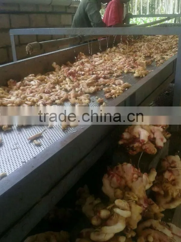 Best Quality Ginger for Sale