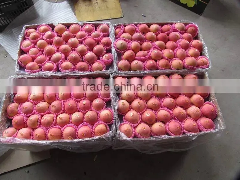 red fuji apple