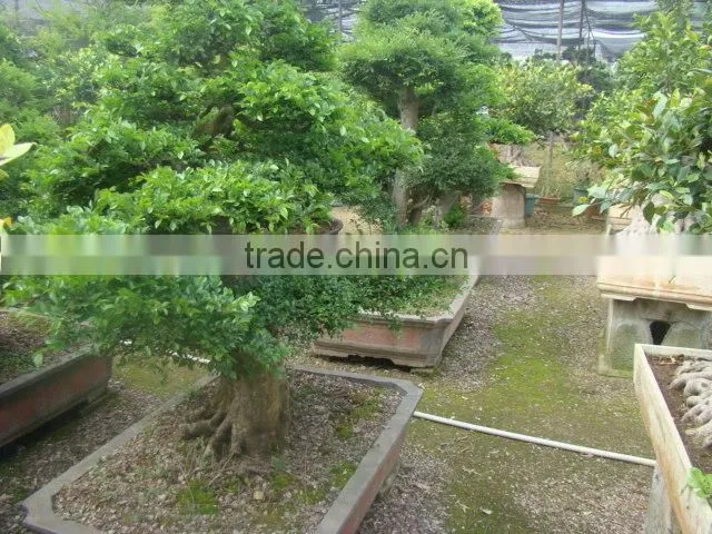 Artistic best bonsai of ficus microcarpa