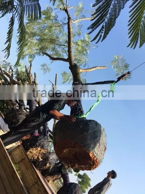 Delonix regia