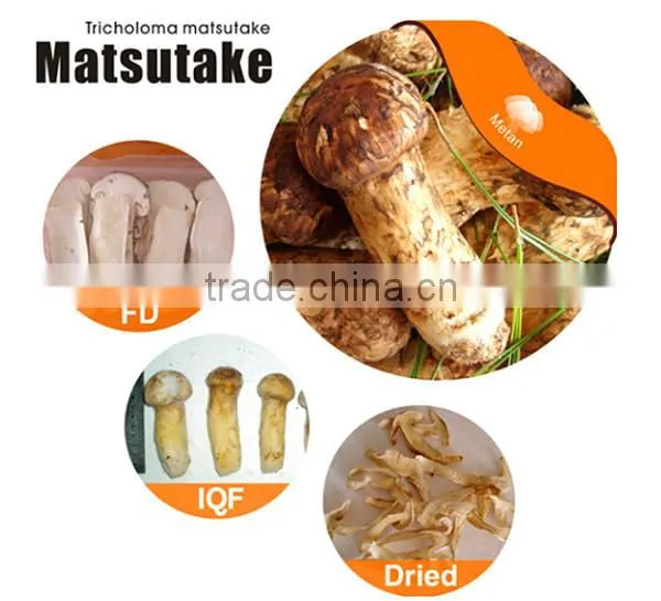 Matsutake Slice Freeze Dried