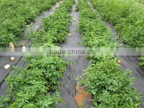 weed control mat
