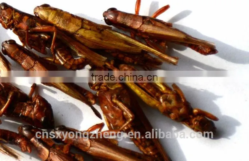 Best price of plastic grasshoppers
