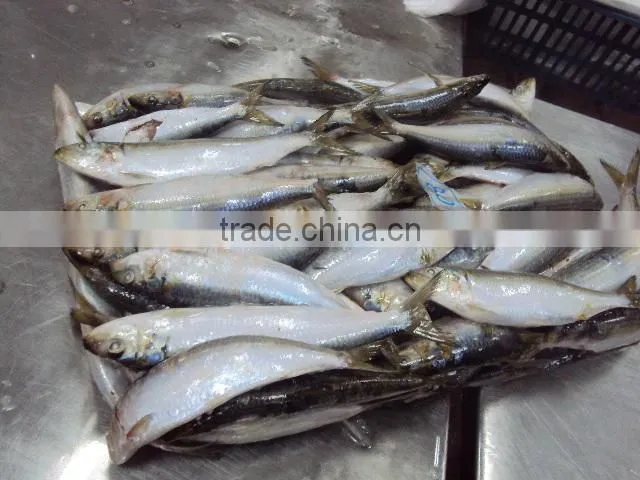 frozen Sardines whole round,80pcs for 10kgs per carton