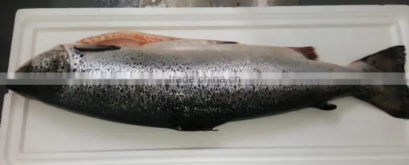 Atlantic Salmon