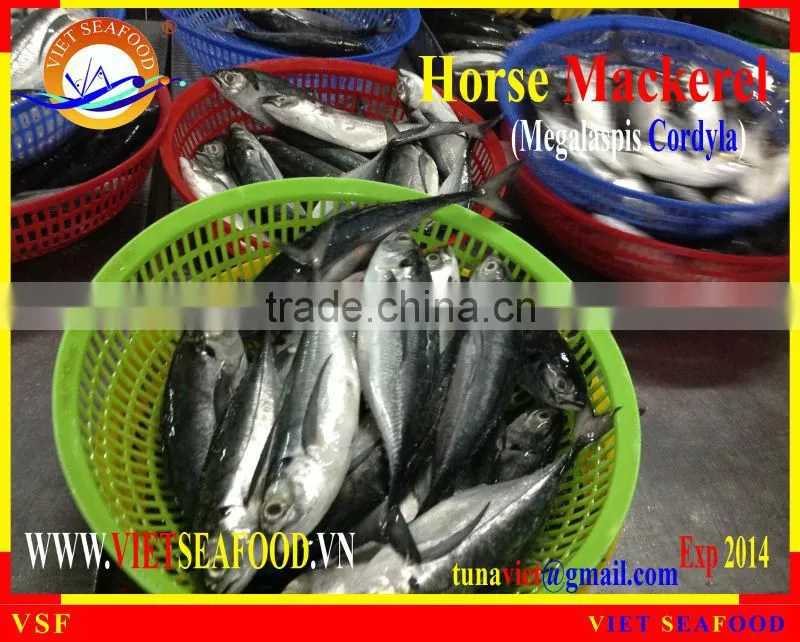 FRESH RAM MATERIALS W/R HORSE MACKEREL