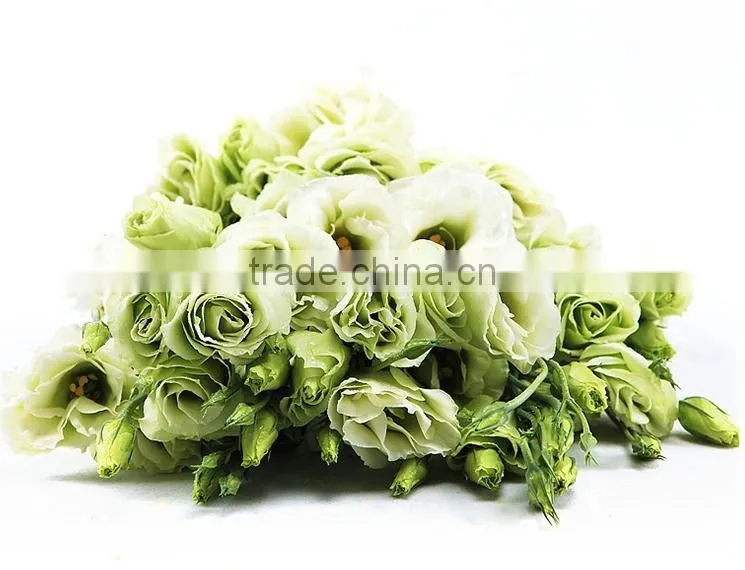 Professional High Quality Fresh Cut Flowers Multicolor Eustoma Flower Bulk Sale From Yunnan,China