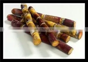 industry beetroot sugar processing plant