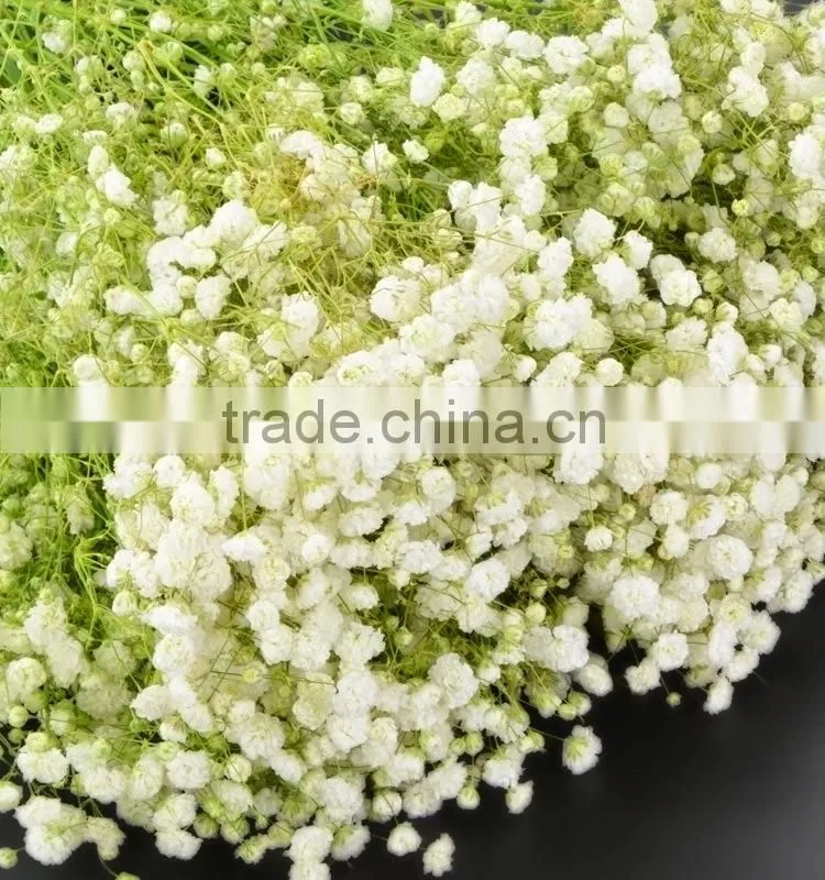 Special unique nature preserved gypsophila