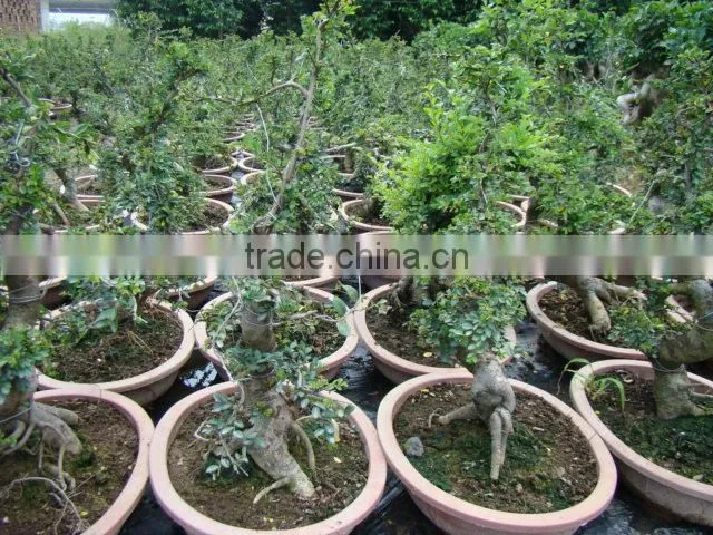 landscaping and outdoor bonsai usage Chinese ulmus pulila