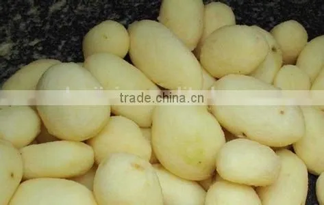 potato washing and peeling machine/industrial potato peeling machine