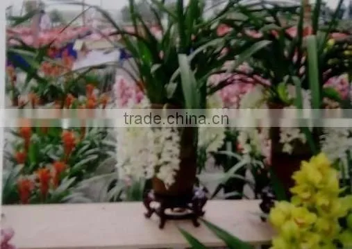 Cymbidium hybridum faberi White Flower(droop chlorophytum comosum)