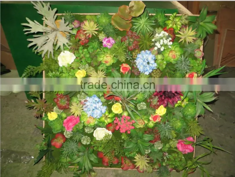 succulent plants green wall interior decoration for sale