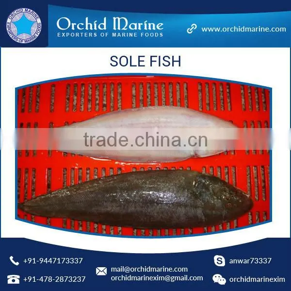 Highly Appreciated Fresh Frozen Sole Fish from Reliable Supplier
