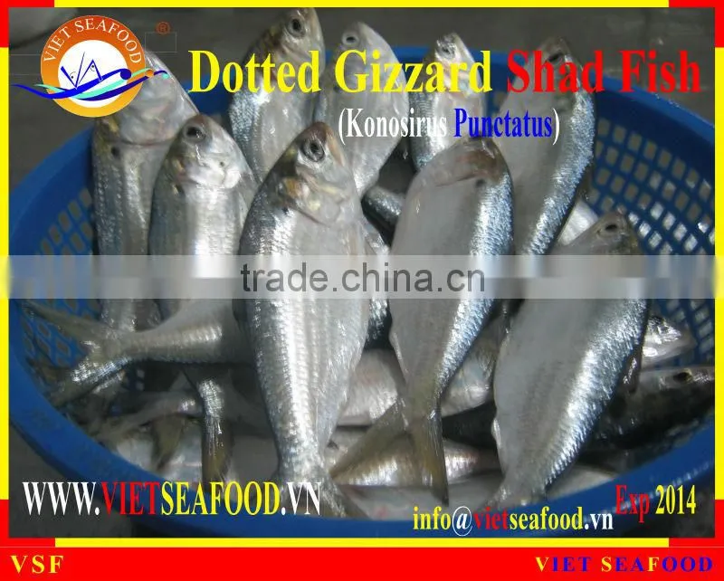 FROZEN DOTTED GIZZARD SHAD FISH W/R